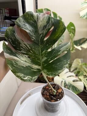 Monstera ALBO Highly Variegated Tiger Cutting. Established Roots In 5 Inch Pot.